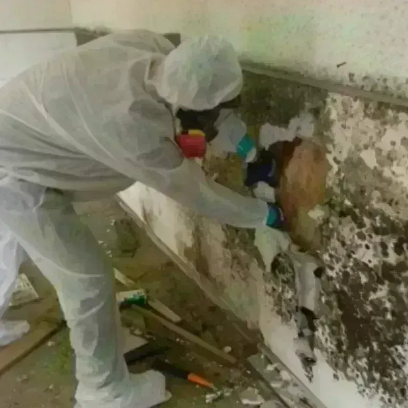 Mold Remediation and Removal in Robinwood, MD